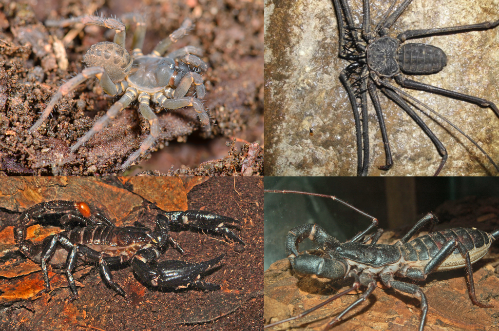 This image has an empty alt attribute; its file name is abdomenal-segmentation-in-arachnids.png